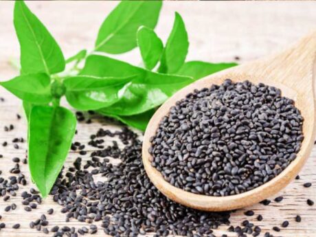 Basil Seeds