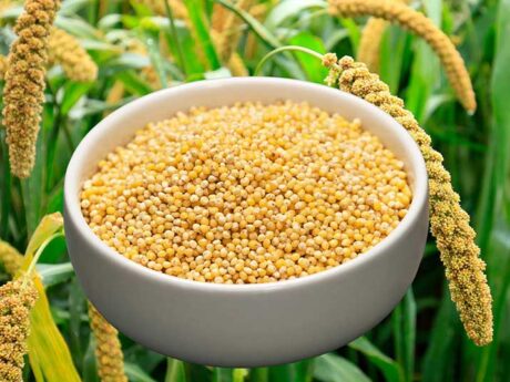 Foxtail Millet 500g