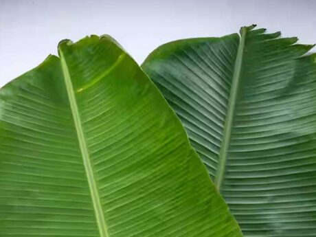 Fresh Banana Leaf 1pc