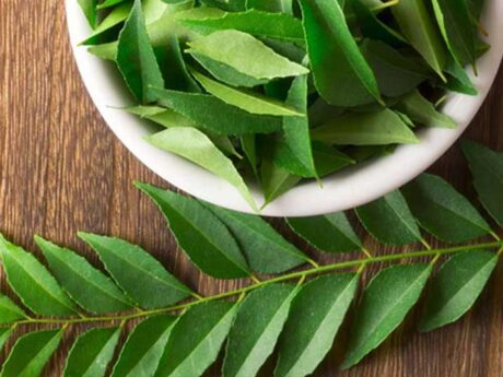 Fresh Curry leaf 1 Bunch