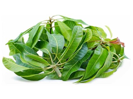 Fresh Mango Leaf  Bunch - 5 PCS