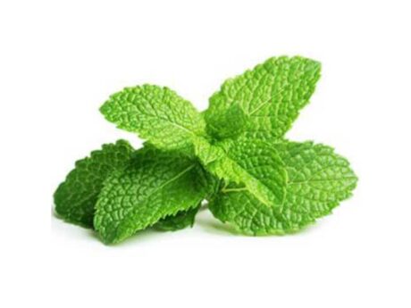 Fresh Mint leaf 1 Bunch