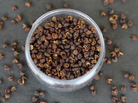 Timmur Whole Sechuan Pepper 50gm Nepal